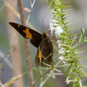 Tisiphone abeona at St Ives, NSW - 19 Feb 2023 11:36 AM