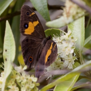 Tisiphone abeona at St Ives, NSW - 19 Feb 2023 11:36 AM