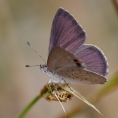 Erina hyacinthina (Varied Dusky-blue) at St Ives, NSW - 19 Feb 2023 by KorinneM