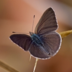 Erina hyacinthina at St Ives, NSW - 19 Feb 2023