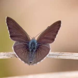 Erina hyacinthina at St Ives, NSW - 19 Feb 2023 03:04 PM
