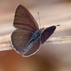 Erina hyacinthina at St Ives, NSW - 19 Feb 2023