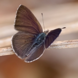 Erina hyacinthina at St Ives, NSW - 19 Feb 2023