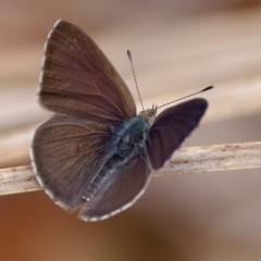 Erina hyacinthina at St Ives, NSW - 19 Feb 2023