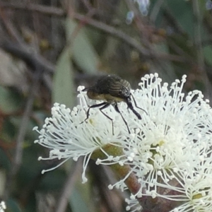 Stomorhina sp. (genus) at Queanbeyan West, NSW - 26 Feb 2023