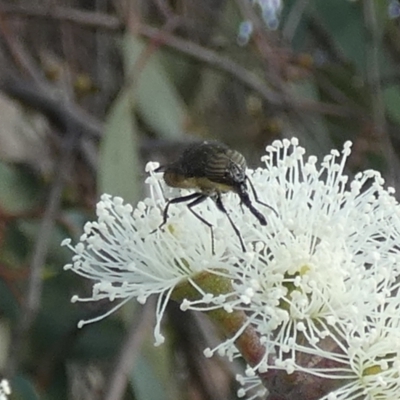 Stomorhina sp. (genus) (Snout fly) at Queanbeyan West, NSW - 26 Feb 2023 by Paul4K