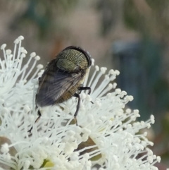 Stomorhina sp. (genus) at Queanbeyan West, NSW - 26 Feb 2023