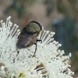 Stomorhina sp. (genus) at Queanbeyan West, NSW - 26 Feb 2023 07:11 AM