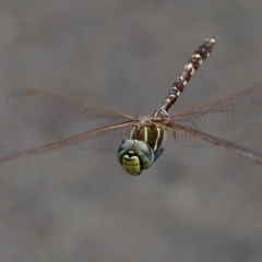Unidentified Dragonfly (Anisoptera) at St Ives, NSW - 19 Feb 2023 by KorinneM