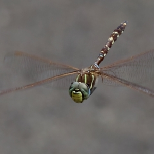 Adversaeschna brevistyla at Saint Ives, NSW - 19 Feb 2023 03:46 PM