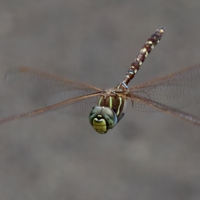 Unidentified Dragonfly (Anisoptera) at St Ives, NSW - 19 Feb 2023 by KorinneM