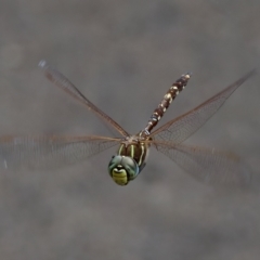 Adversaeschna brevistyla at Saint Ives, NSW - 19 Feb 2023 03:46 PM