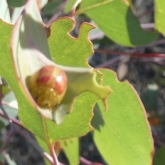Paropsisterna fastidiosa (Eucalyptus leaf beetle) at QPRC LGA - 25 Feb 2023 by Paul4K