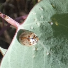 Paropsisterna m-fuscum (Eucalyptus Leaf Beetle) at Queanbeyan West, NSW - 26 Feb 2023 by Paul4K