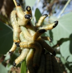 Pseudoperga sp. (genus) at Queanbeyan West, NSW - 26 Feb 2023