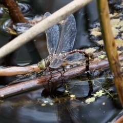 Adversaeschna brevistyla (Blue-spotted Hawker) at St Ives, NSW - 19 Feb 2023 by KorinneM