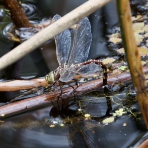 Adversaeschna brevistyla at Saint Ives, NSW - 19 Feb 2023