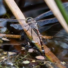 Adversaeschna brevistyla at Saint Ives, NSW - 19 Feb 2023 12:45 PM