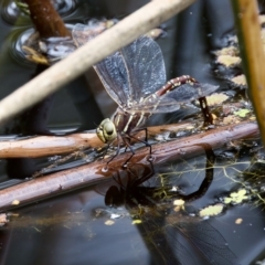 Adversaeschna brevistyla at Saint Ives, NSW - 19 Feb 2023 12:45 PM