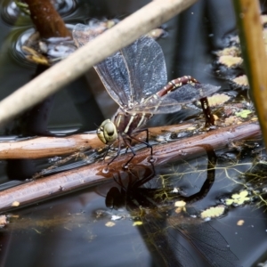 Adversaeschna brevistyla at Saint Ives, NSW - 19 Feb 2023