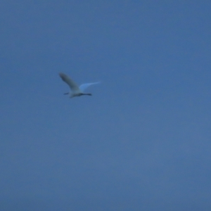 Egretta garzetta at Fyshwick, ACT - 26 Feb 2023 07:26 AM