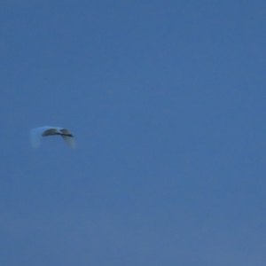 Egretta garzetta at Fyshwick, ACT - 26 Feb 2023 07:26 AM