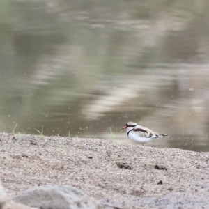 Charadrius melanops at Molonglo Valley, ACT - 26 Feb 2023