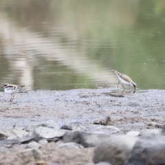 Charadrius melanops at Molonglo Valley, ACT - 26 Feb 2023