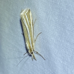 Hednota species near grammellus (Pyralid or snout moth) at Jerrabomberra, NSW - 18 Feb 2023 by SteveBorkowskis