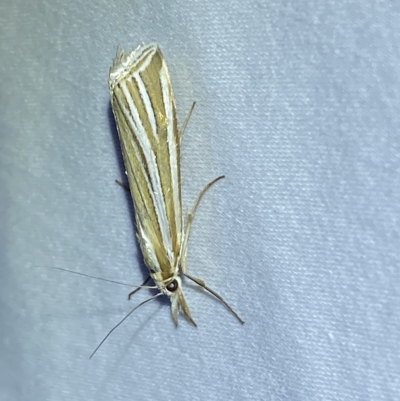 Hednota species near grammellus (Pyralid or snout moth) at Jerrabomberra, NSW - 18 Feb 2023 by Steve_Bok