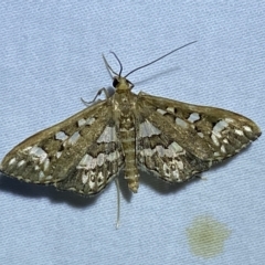 Ischnurges illustralis (A Crambid moth) at Jerrabomberra, NSW - 18 Feb 2023 by SteveBorkowskis