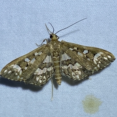 Ischnurges illustralis (A Crambid moth) at Jerrabomberra, NSW - 18 Feb 2023 by Steve_Bok