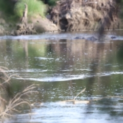 Ornithorhynchus anatinus (Platypus) at Molonglo River Reserve - 25 Feb 2023 by JimL