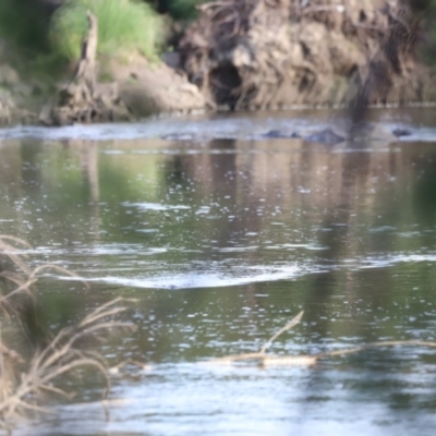 Ornithorhynchus anatinus (Platypus) at Molonglo Valley, ACT - 26 Feb 2023 by JimL