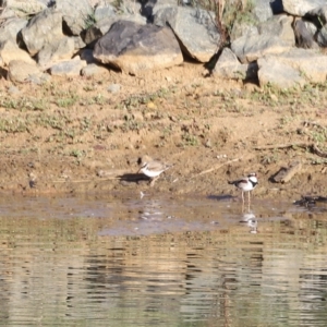 Charadrius melanops at Molonglo Valley, ACT - 26 Feb 2023