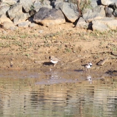 Charadrius melanops (Black-fronted Dotterel) at Molonglo Valley, ACT - 25 Feb 2023 by JimL
