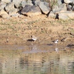 Elseyornis melanops (Black-fronted Dotterel) at Molonglo Valley, ACT - 25 Feb 2023 by JimL