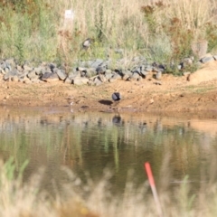 Charadrius melanops at Molonglo Valley, ACT - 26 Feb 2023