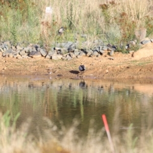 Charadrius melanops at Molonglo Valley, ACT - 26 Feb 2023 08:08 AM