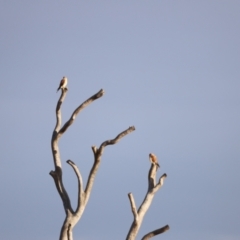 Falco cenchroides (Nankeen Kestrel) at Namarag NR - 25 Feb 2023 by JimL