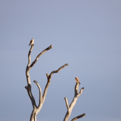 Falco cenchroides (Nankeen Kestrel) at Molonglo Valley, ACT - 26 Feb 2023 by JimL