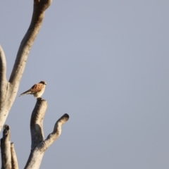 Falco cenchroides at Molonglo Valley, ACT - 26 Feb 2023 08:00 AM