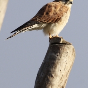 Falco cenchroides at Molonglo Valley, ACT - 26 Feb 2023 08:00 AM