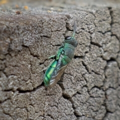 Primeuchroeus sp. (genus) (Cuckoo Wasp) at Acton, ACT - 24 Feb 2023 by Kenp12