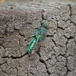 Primeuchroeus sp. (genus) at Acton, ACT - 24 Feb 2023