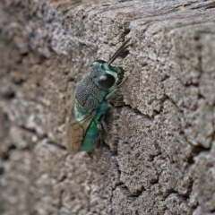 Primeuchroeus sp. (genus) at Acton, ACT - 24 Feb 2023