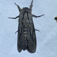 Endoxyla (genus) (Unknown Wood Moth) at Jerrabomberra, NSW - 18 Feb 2023 by Steve_Bok