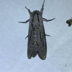 Endoxyla acontucha at QPRC LGA - 18 Feb 2023