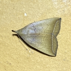 Simplicia armatalis (Crescent Moth) at Jerrabomberra, NSW - 18 Feb 2023 by SteveBorkowskis