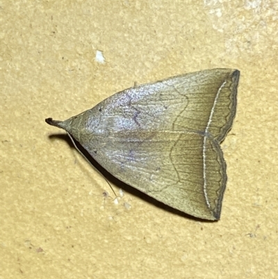 Simplicia armatalis (Crescent Moth) at QPRC LGA - 18 Feb 2023 by Steve_Bok